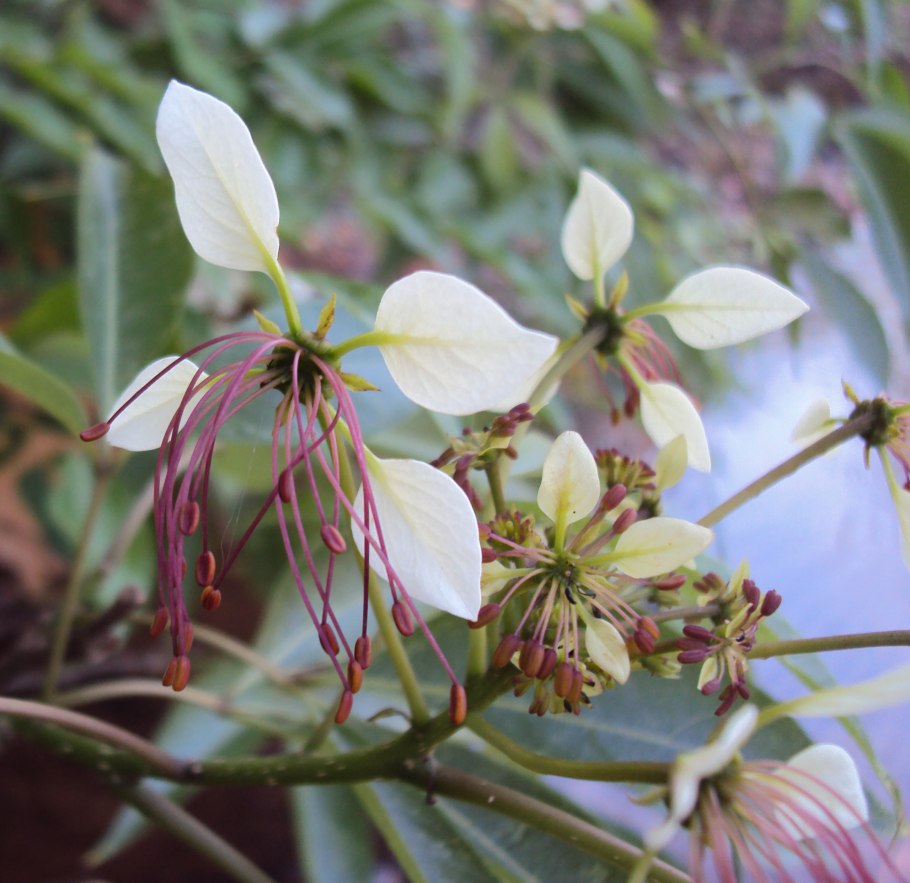 Коры Варун (Crataeva nurvala)