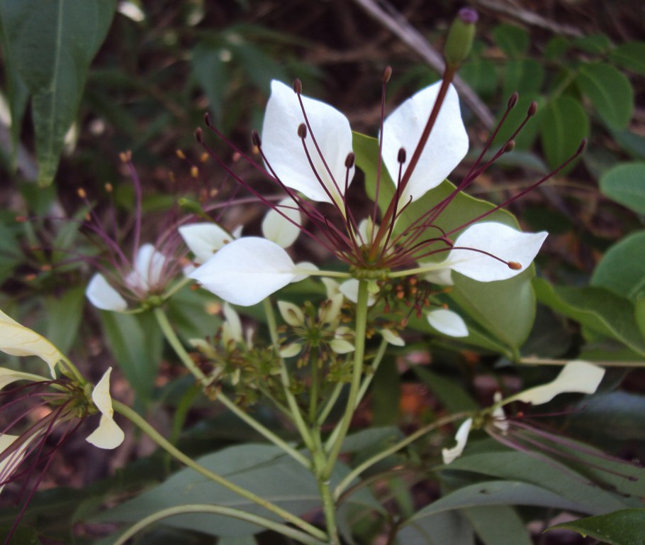 Crateva religiosa что за растение