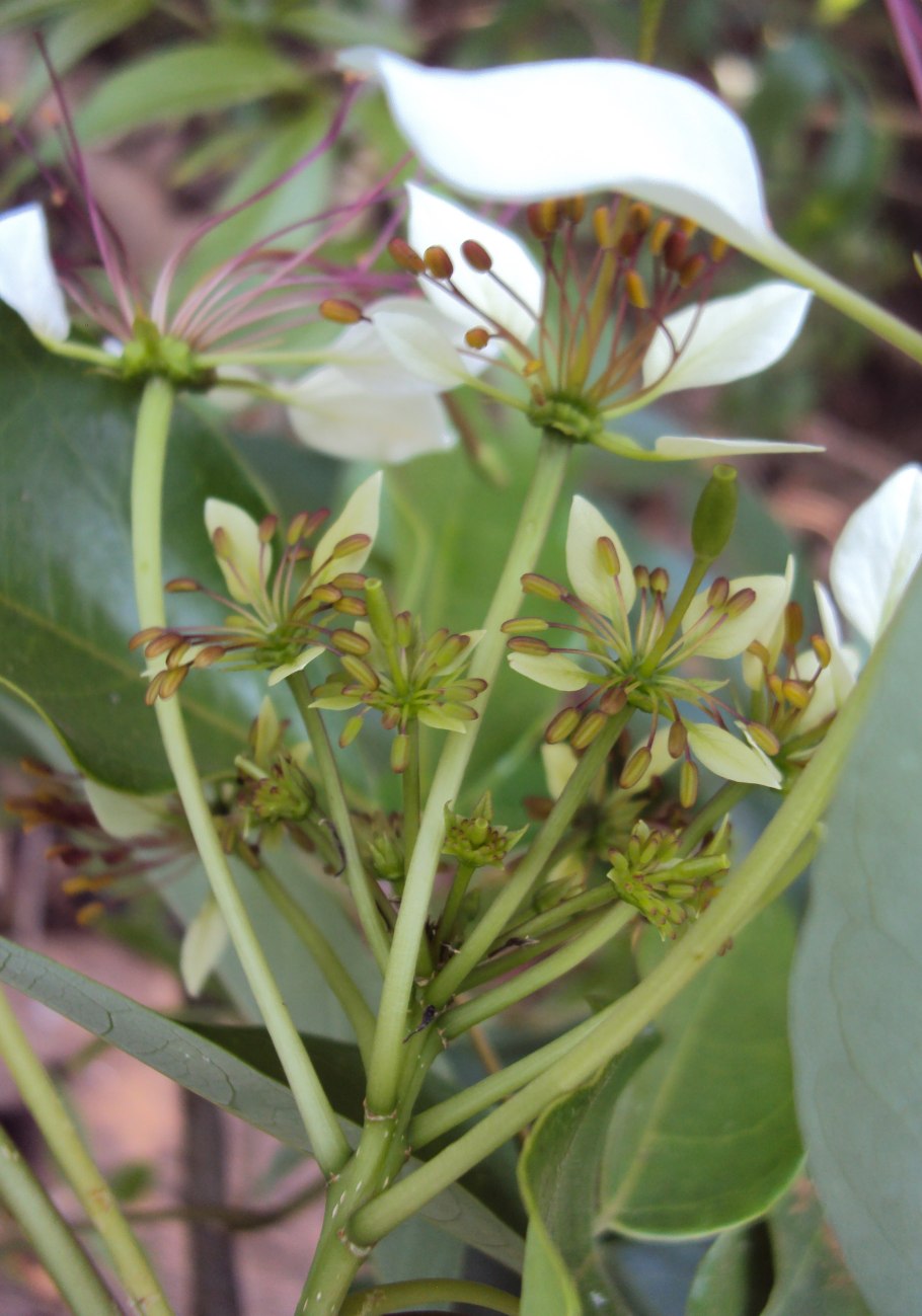 Кратева Священная