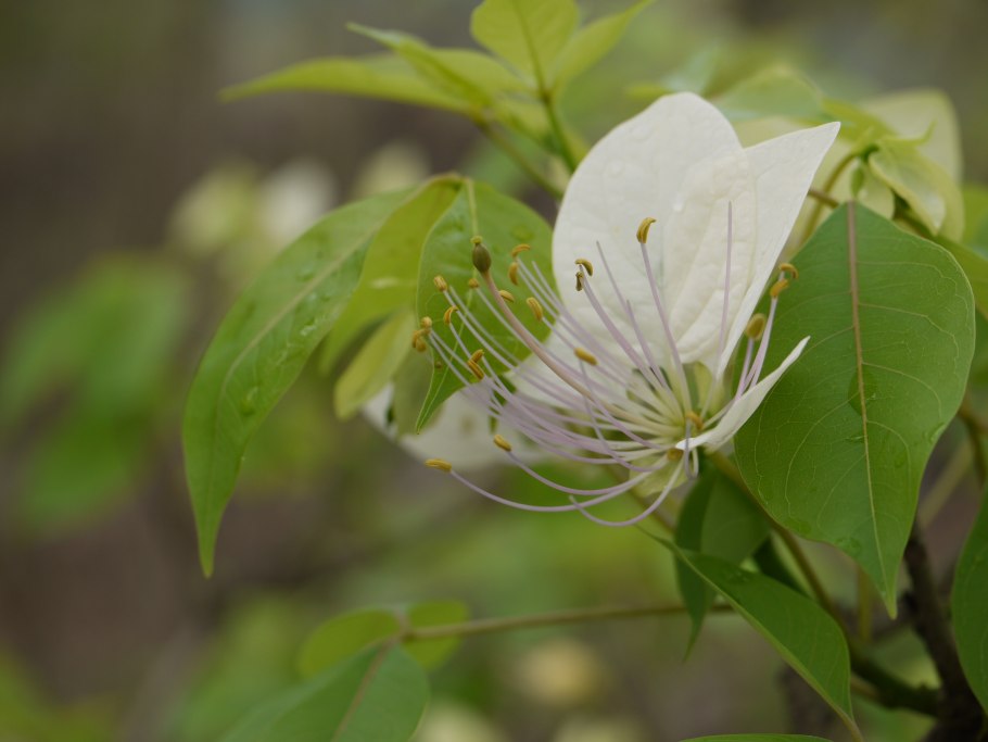 Кора кратевы