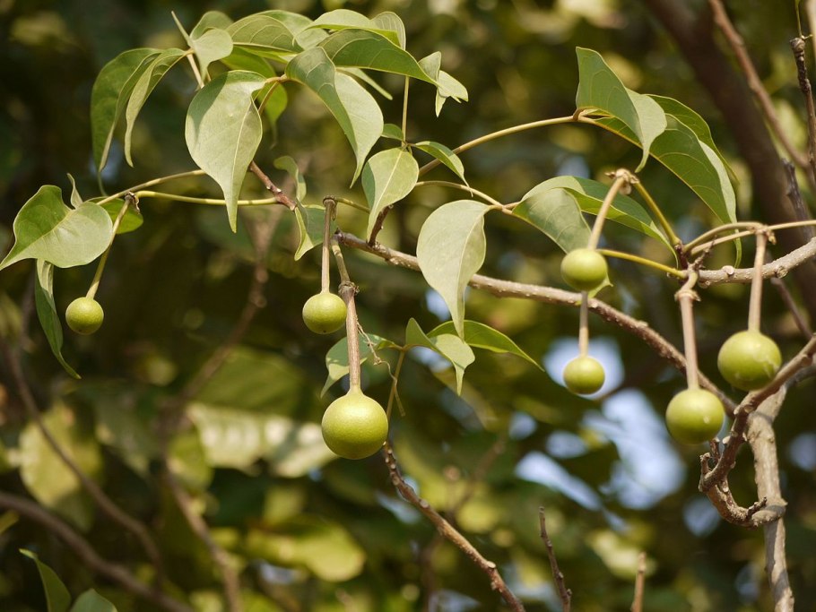 Растение Варуна