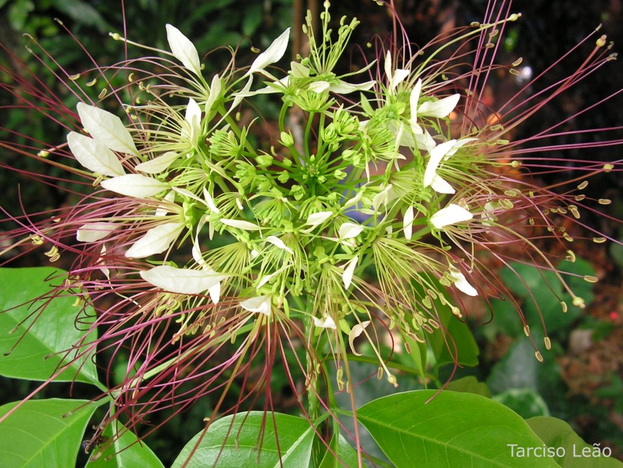 Плоды кратевы Crataeva lap IA),