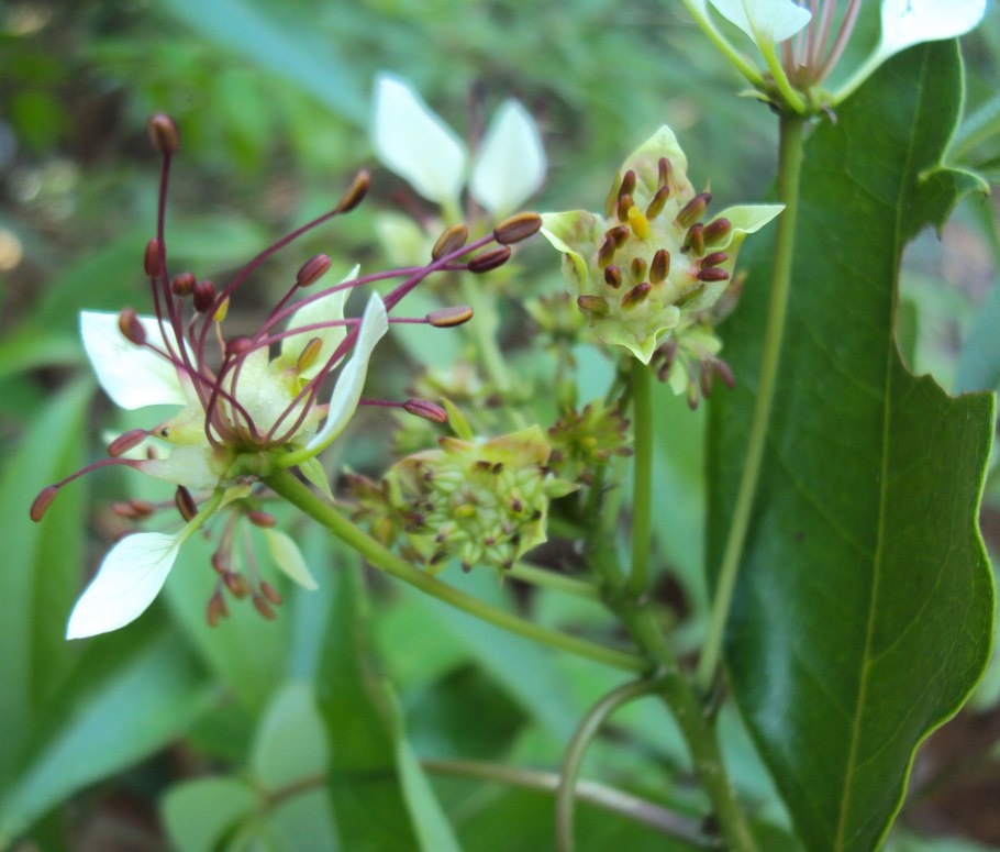 Плоды кратевы Crataeva lap IA),