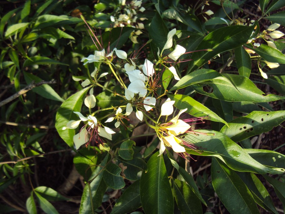 Кратева Священная