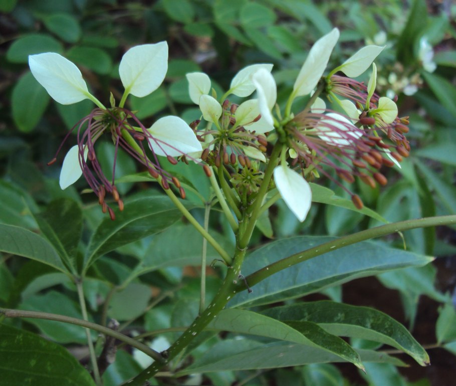 Магна цветок