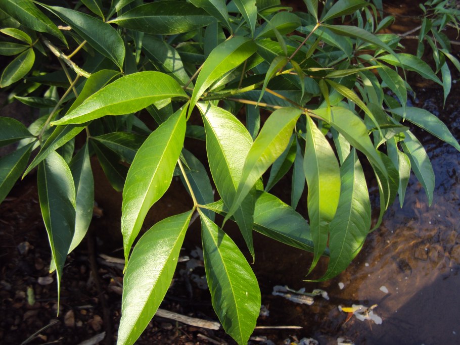 Магна цветок