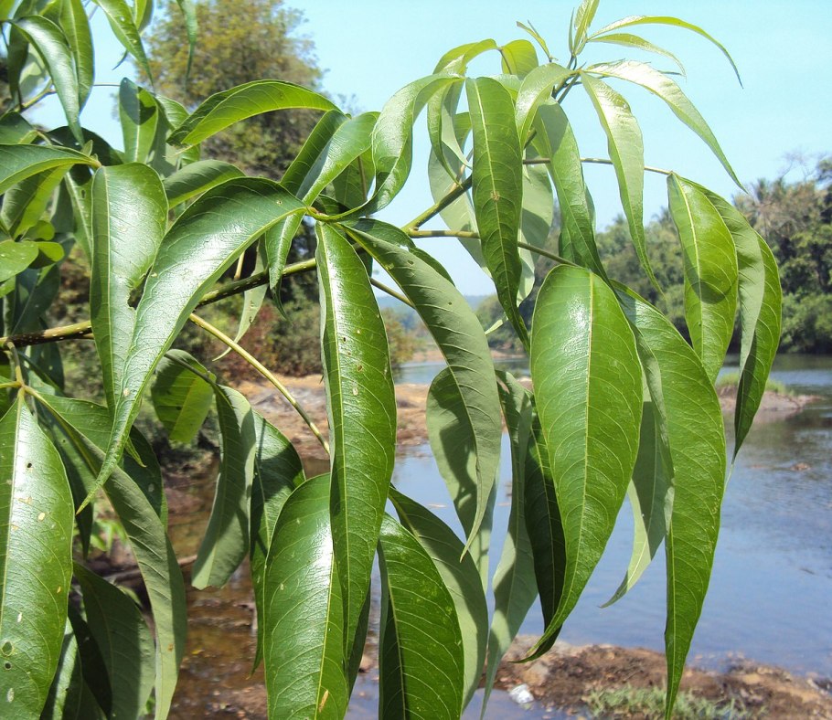 Коры Варун (Crataeva nurvala)