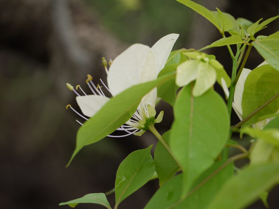 Кора кратевы