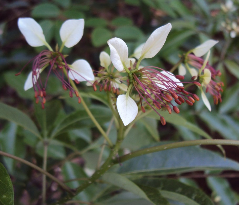 Crateva adansonii (White variegated)