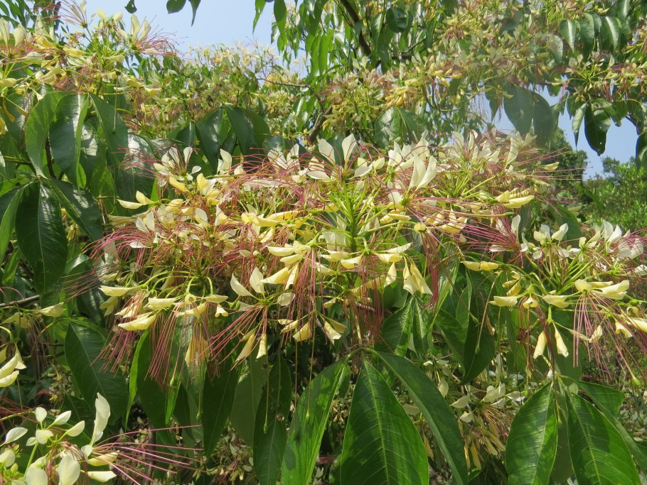 Кратева Священная