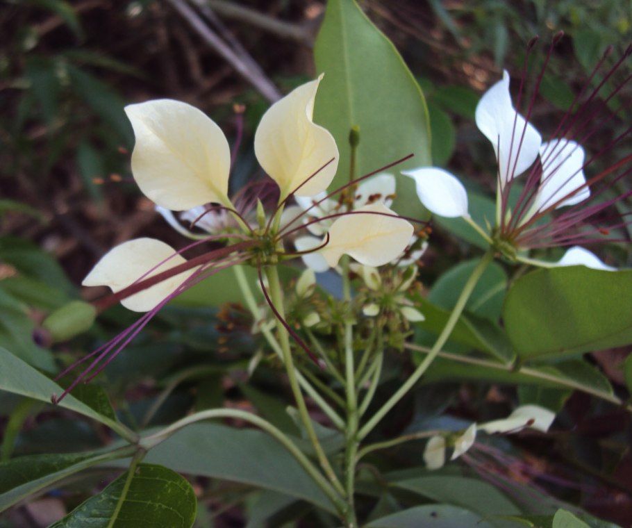 Плоды кратевы Crataeva lap IA),