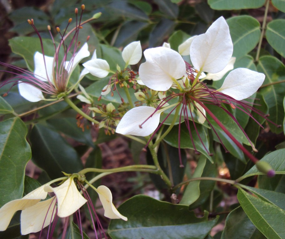 Trifera Magna растение