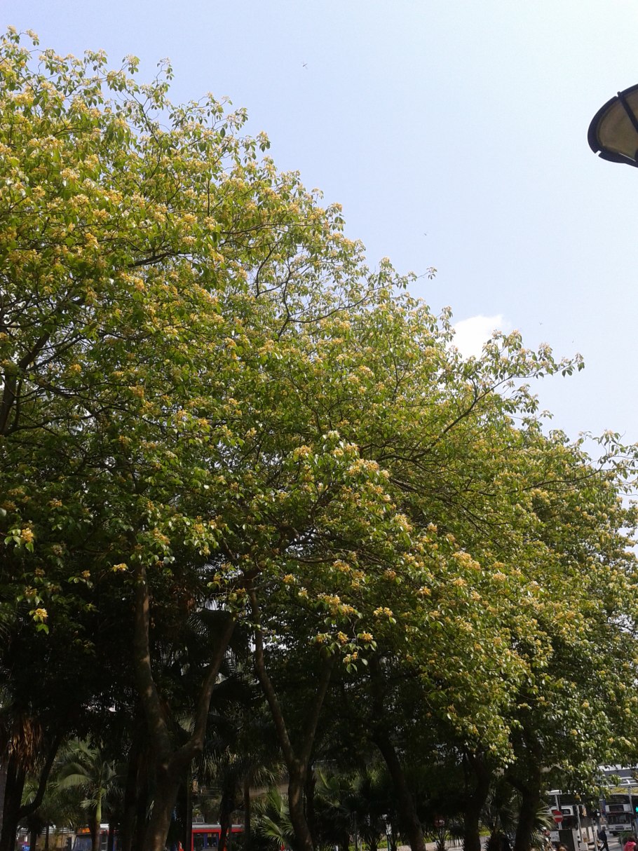 Кратевы нурвала трава