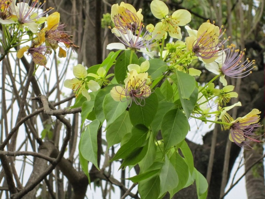 Плоды кратевы Crataeva lap IA),