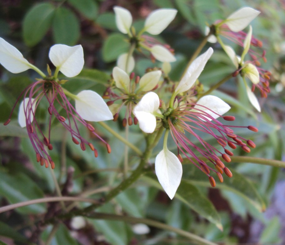 Trifera Magna растение