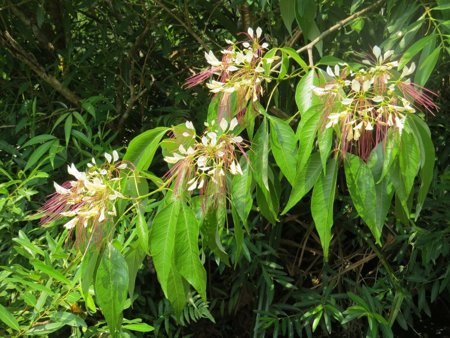 Crataeva nurvala растение