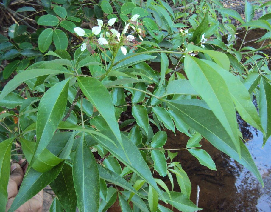 Коры Варун (Crataeva nurvala)