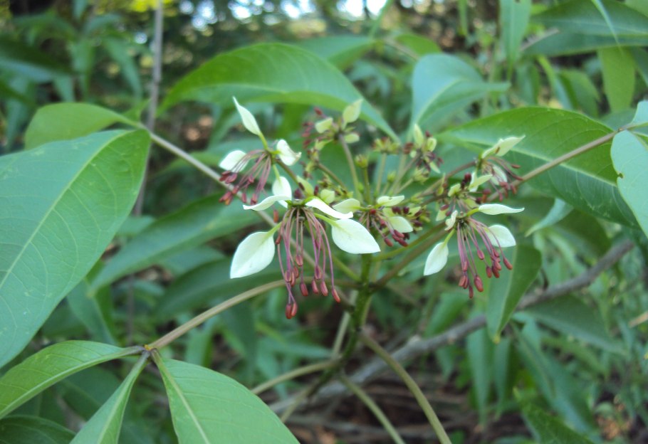 Плоды кратевы Crataeva lap IA),