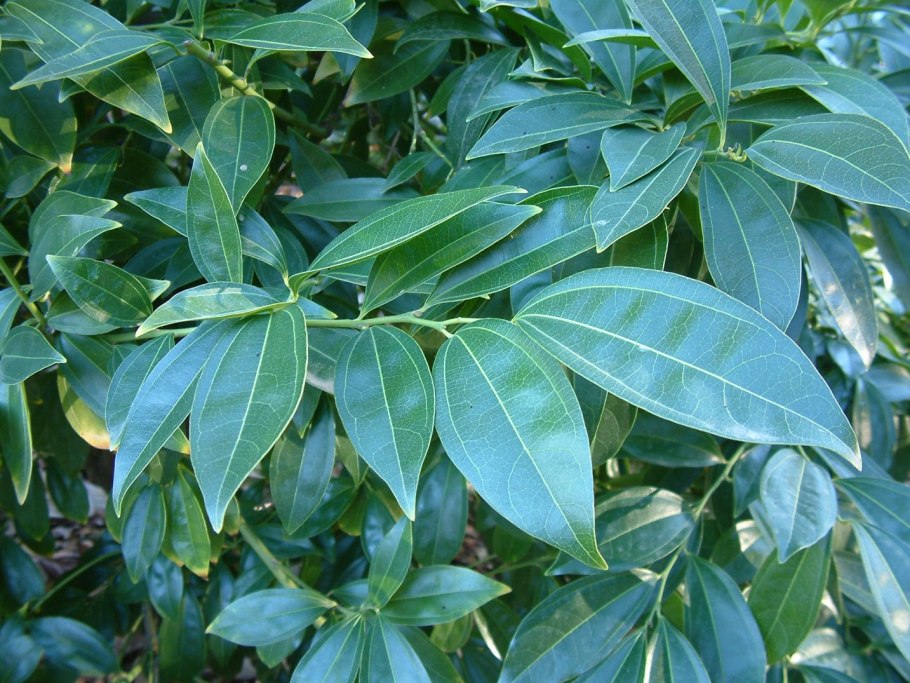 Коккулус Лаурифолиус