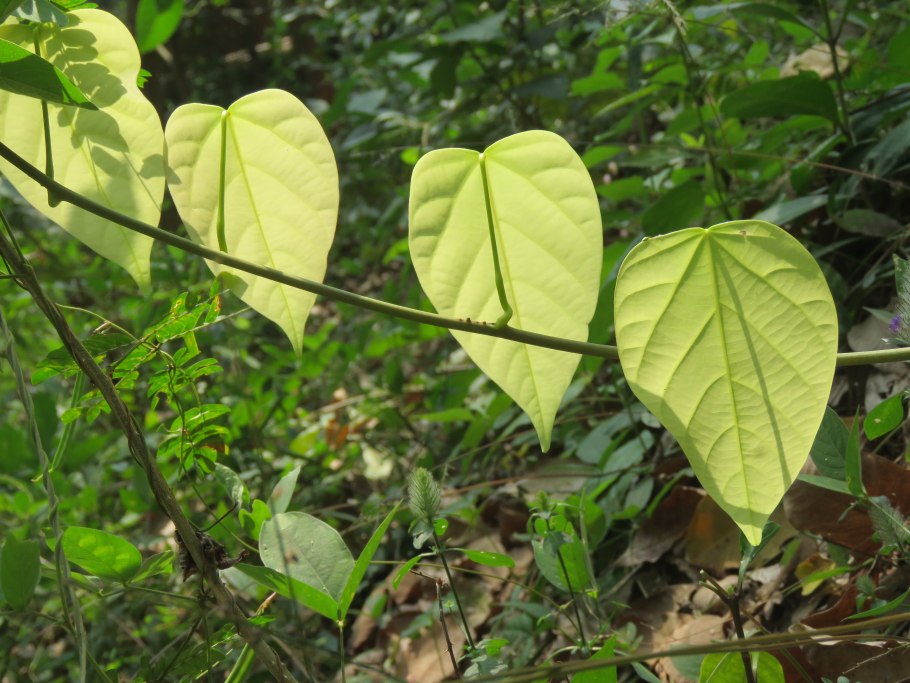 Паразиты растения Удмуртии