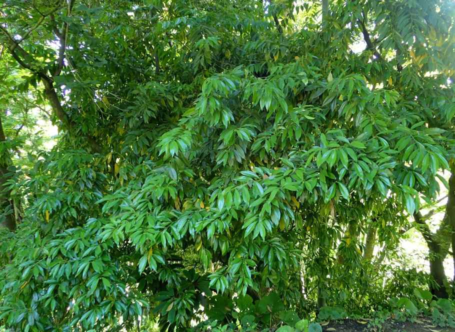 Cocculus (кукольван)