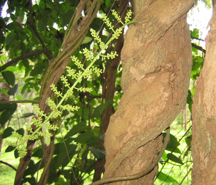 Cocculus orbiculatus