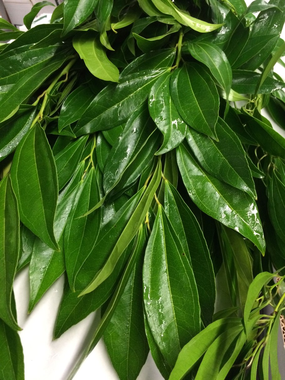 Cocculus laurifolius