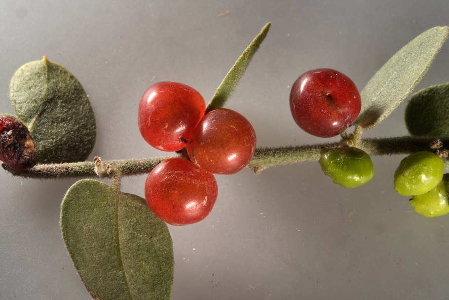 Acentrella fenestratum Иманго