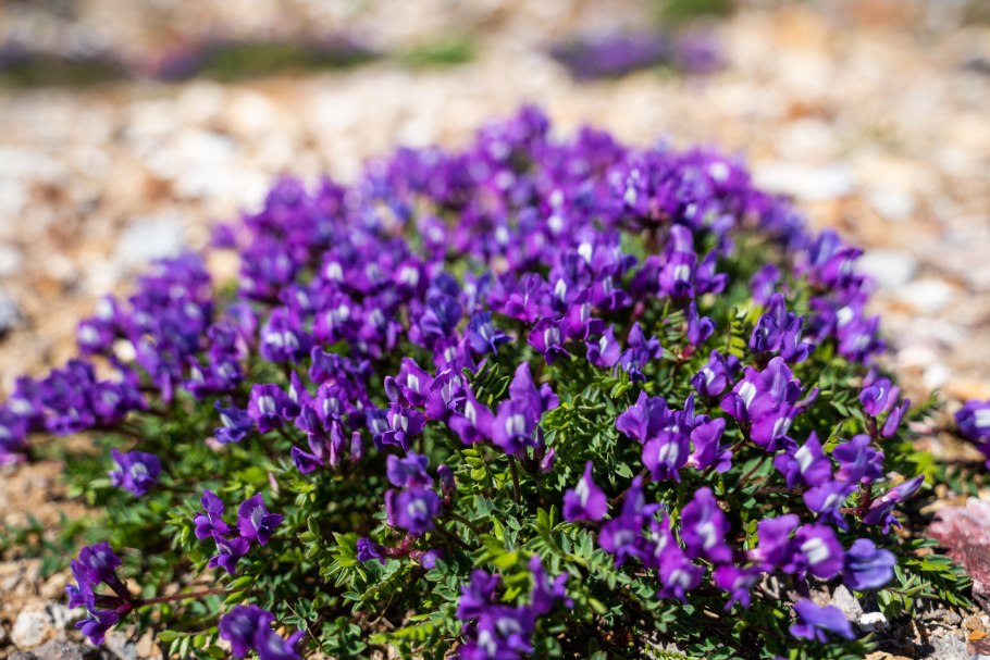 Остролодочник пузырчатый