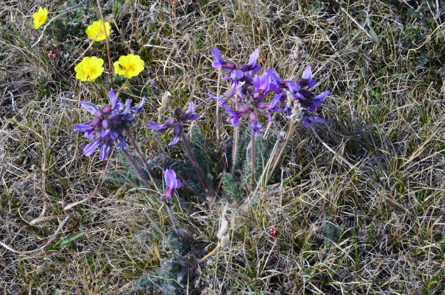 Остролодочник Турчанинова