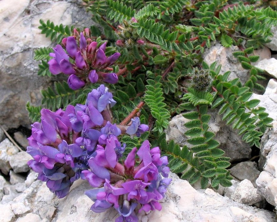 Oxytropis Hippolyti