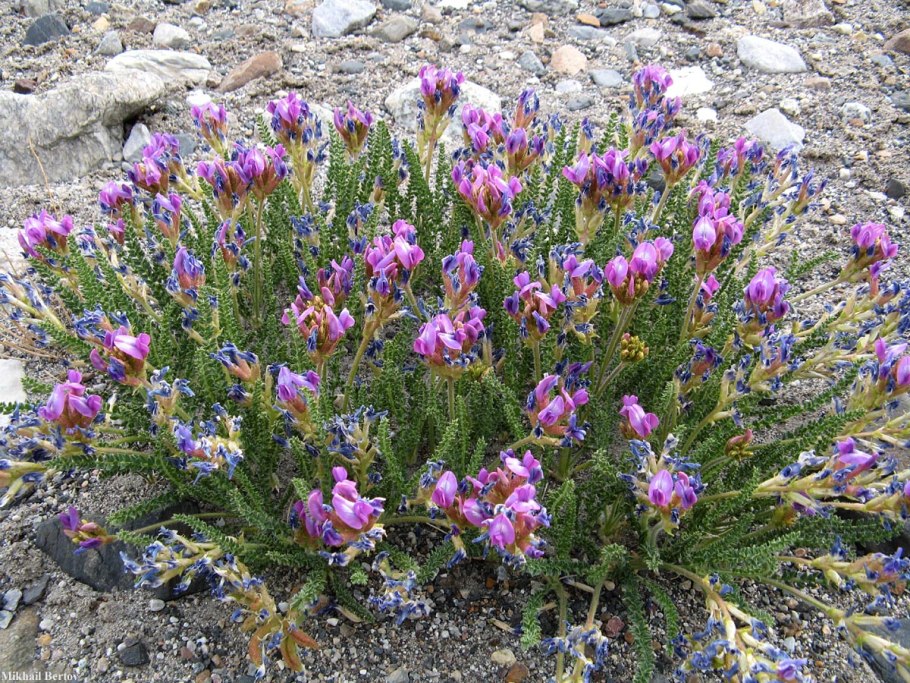 Oxytropis sericea