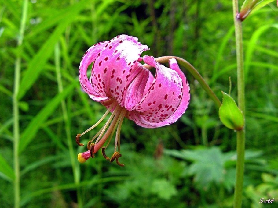 Lilium martagon — Лилия саранка