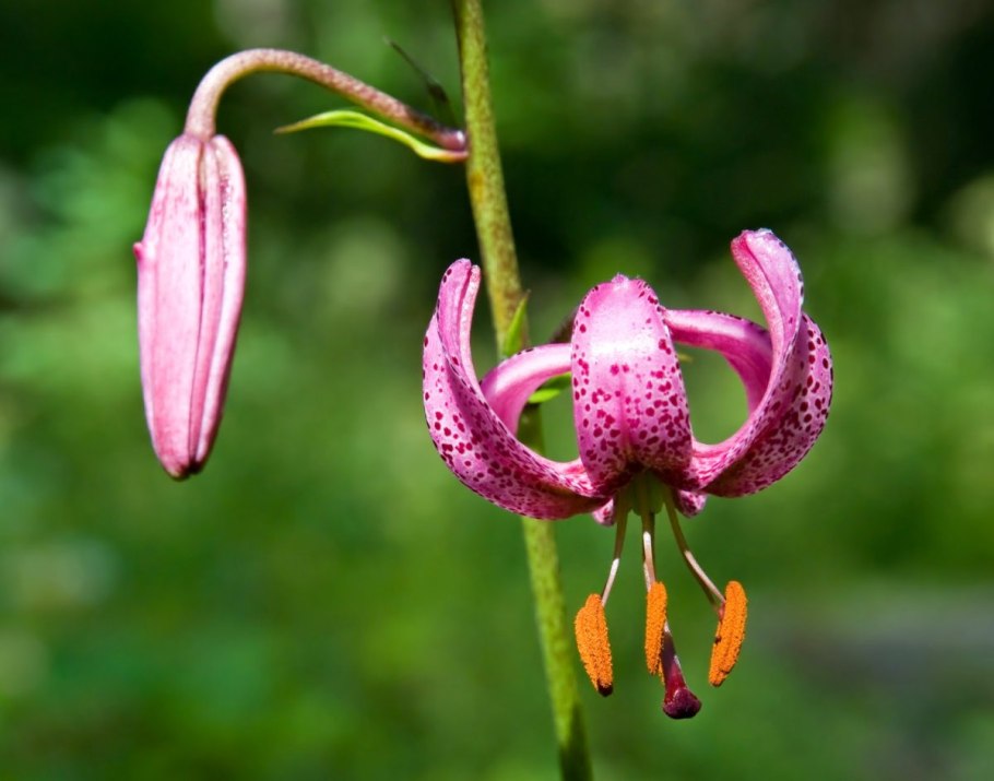 Лесная Лилия саранка