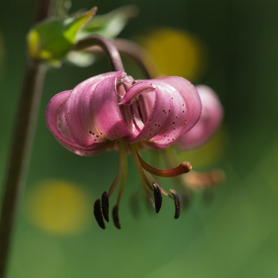 Lilium martagon — Лилия саранка