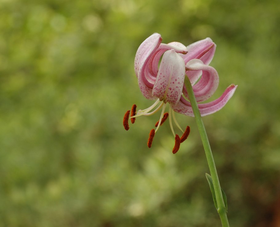 Лилия Лесная кудреватая