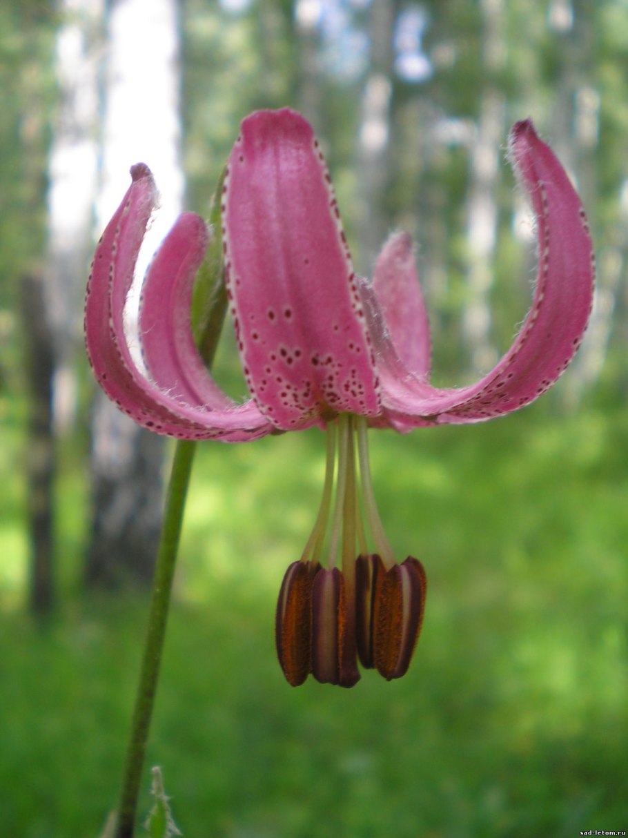 Лилия Лесная кудреватая