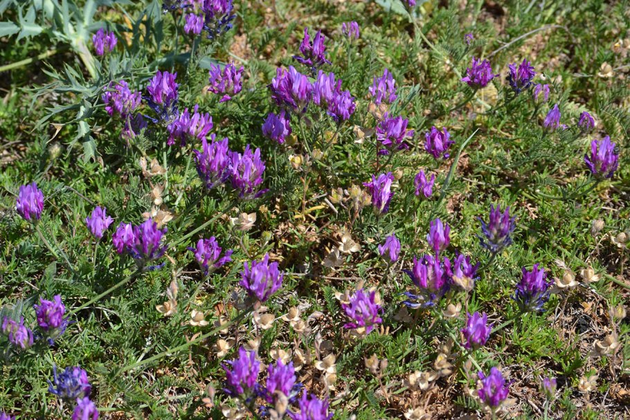 Астрагал щетинистый (Astragalus setosulus )