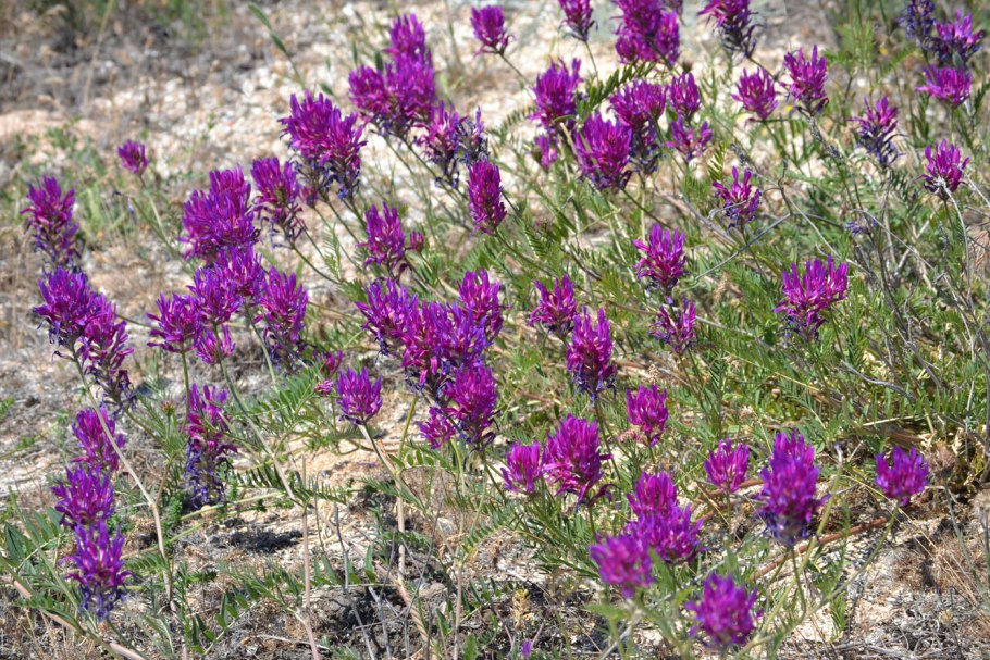 Астрагал щетинистый (Astragalus setosulus )