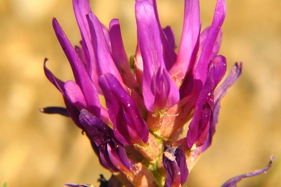 Астрагал щетинистый (Astragalus setosulus )