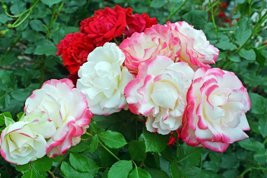 Ламбертина роза