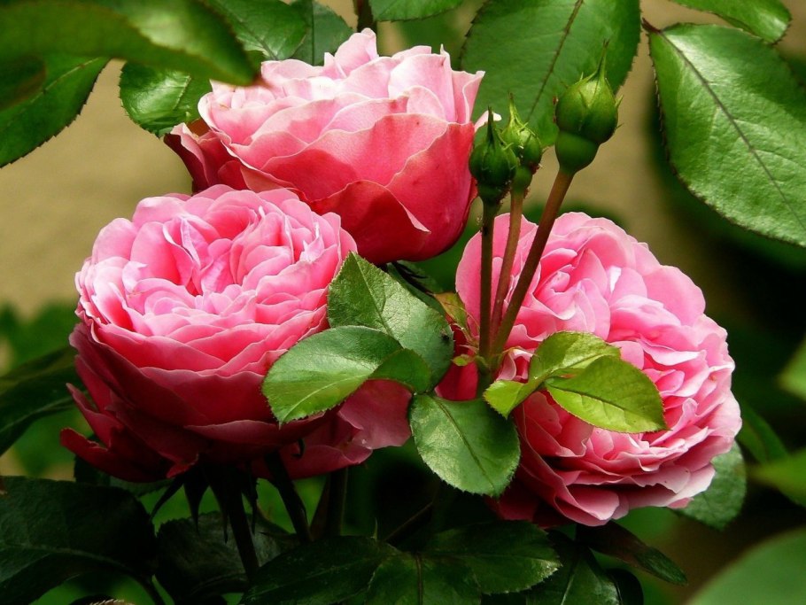 Роза Пур Пауэр