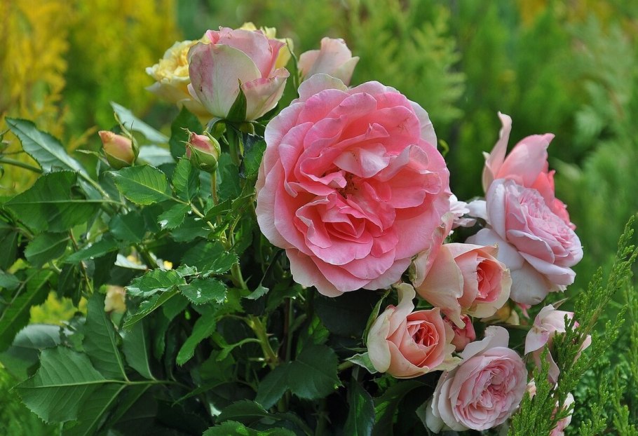 Садовые розы