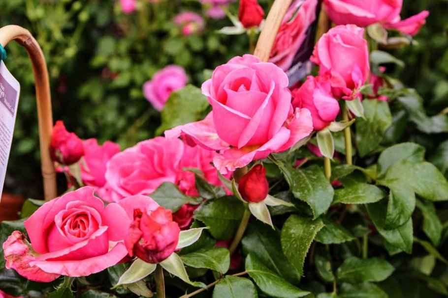 Роза Садовая Кудесник