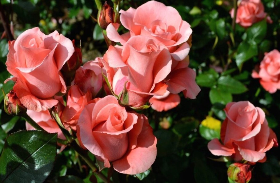 Роза Алустон