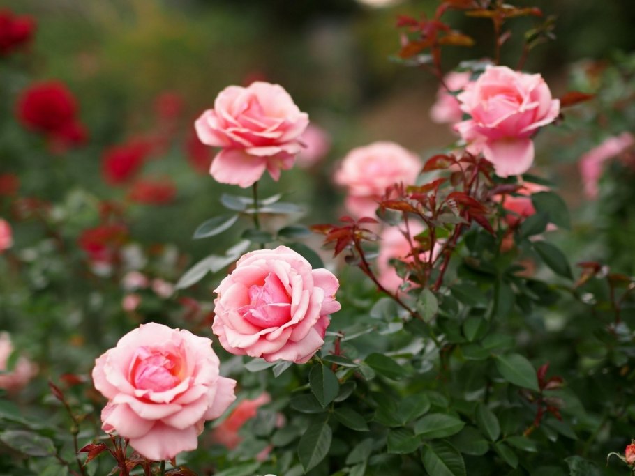 Роза Нобилис