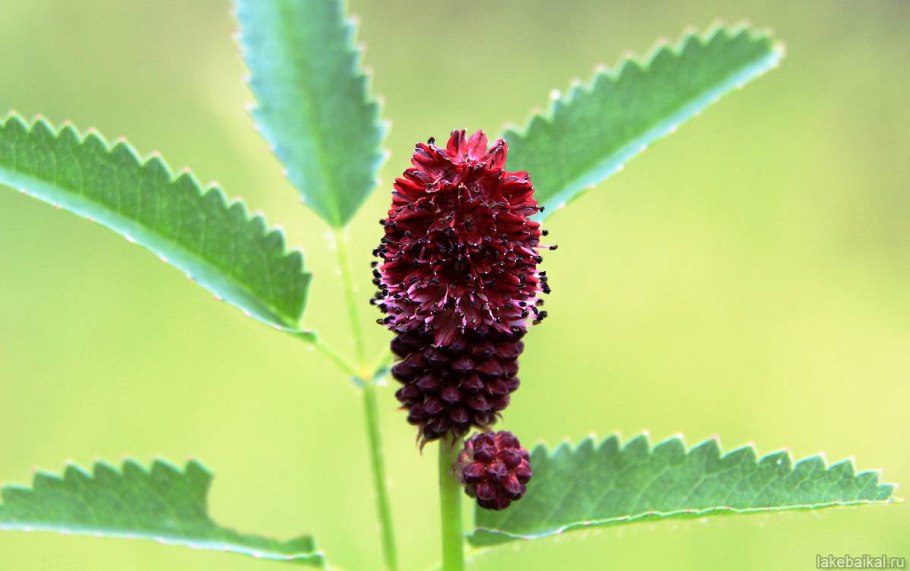 Кровохлебка листья