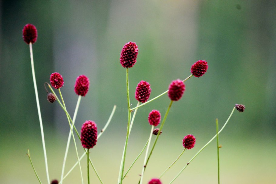 Кровохлебка лекарственная Tanna