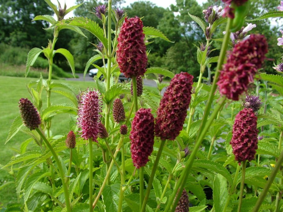 Кровохлебка красноголовник Sanguisorba