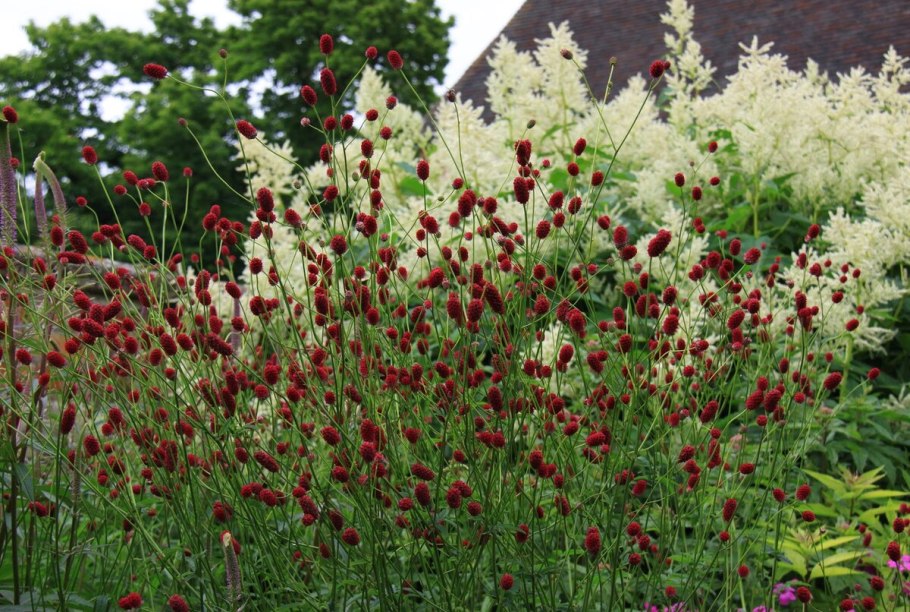 Кровохлебка красноголовник Sanguisorba